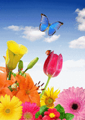 Fleurs &eacute;clatantes et papillon d'&eacute;t&eacute;